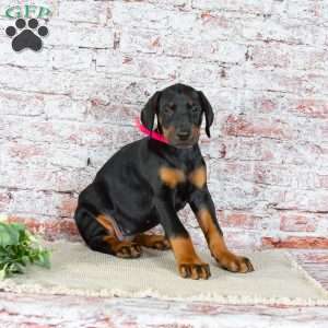 Mia, Doberman Pinscher Puppy